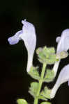 Heartleaf skullcap